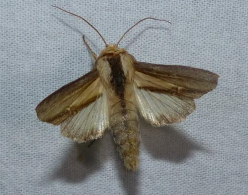 Réf. 327 872 : Cucullia sp.